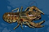 aquatic_worm_branchiobdellid_commensal_on_crayfish.jpg