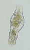 microturbellarian_flatworm.jpg