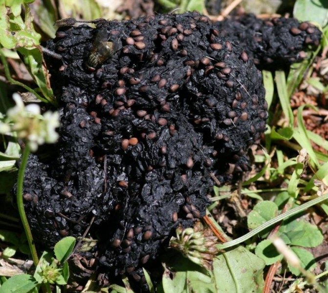 Bear Poop With Berries