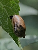 land_snail_succinea_ovalis.jpg