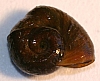 ramshorn_snail_gyraulus_sp..jpg