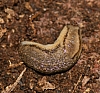 slug_philomycus_carolinianus(2).jpg