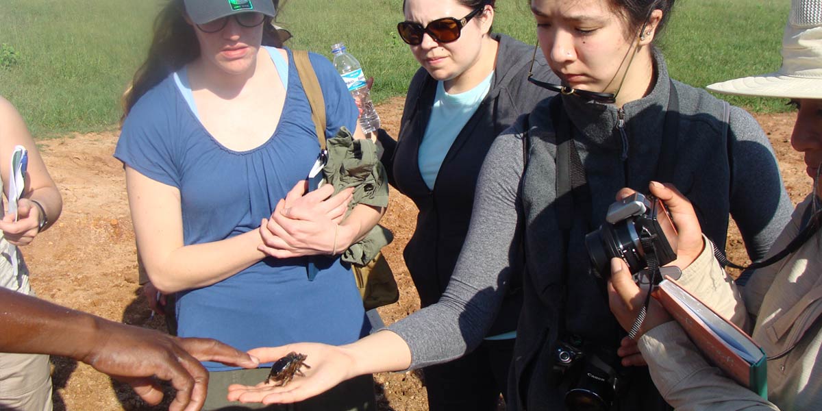 group of people looking at a beetle